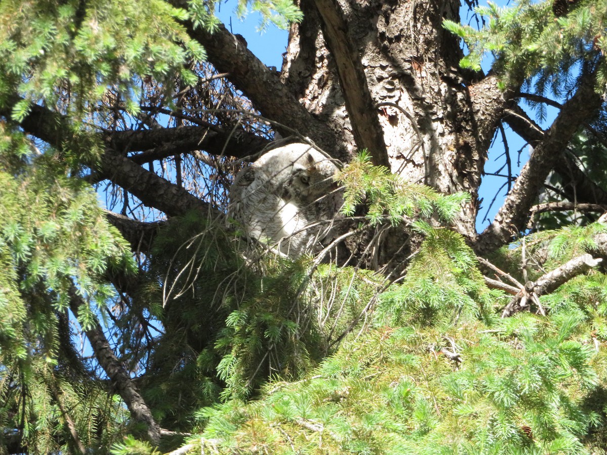 Great Horned Owl - ML620247106