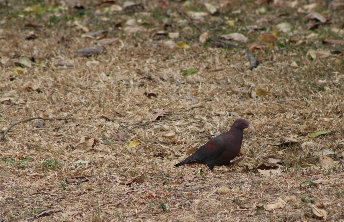 Pigeon à bec rouge - ML620247110