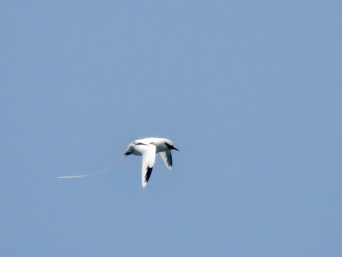 White-tailed Tropicbird (Pacific) - ML620247119