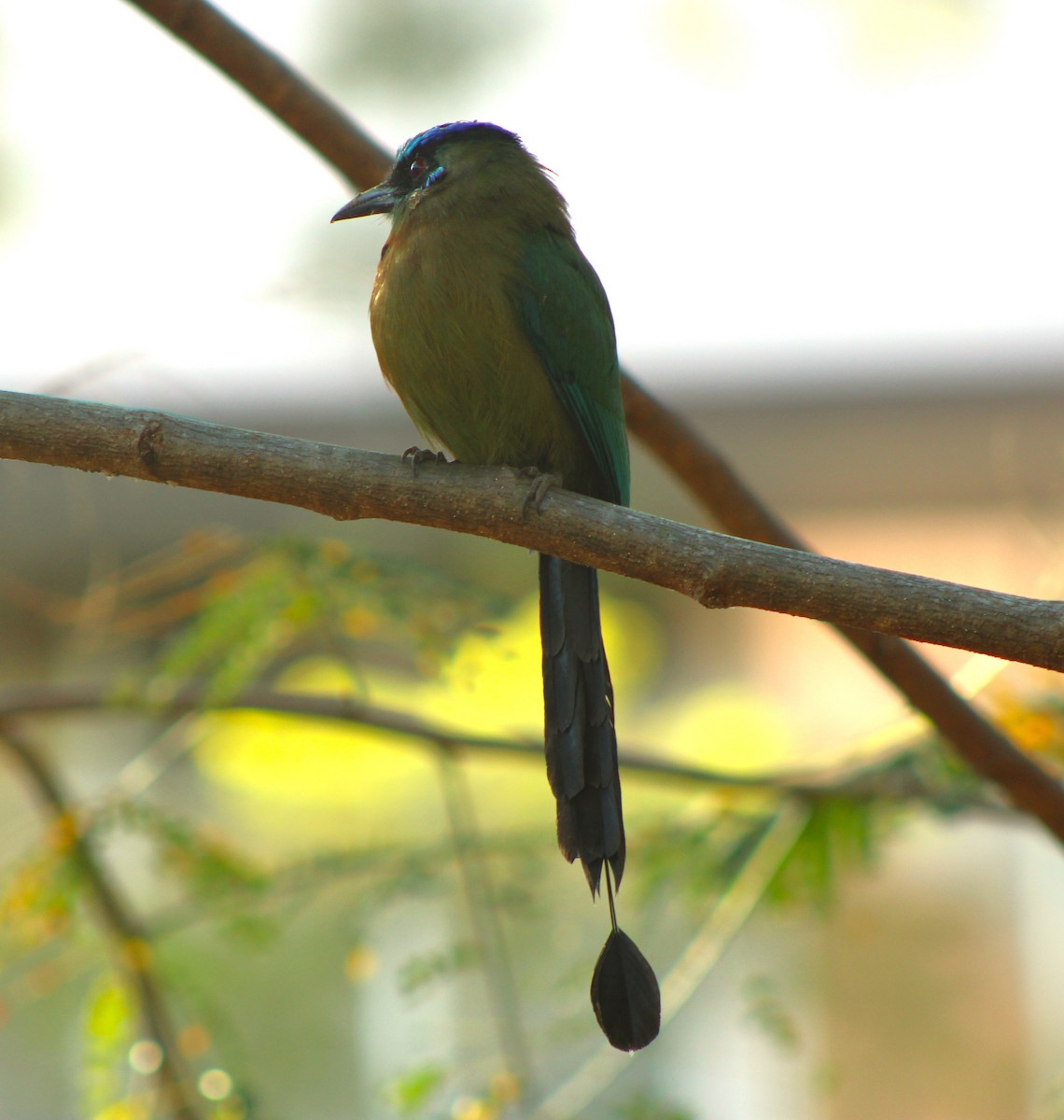 Motmot de Lesson - ML620247120