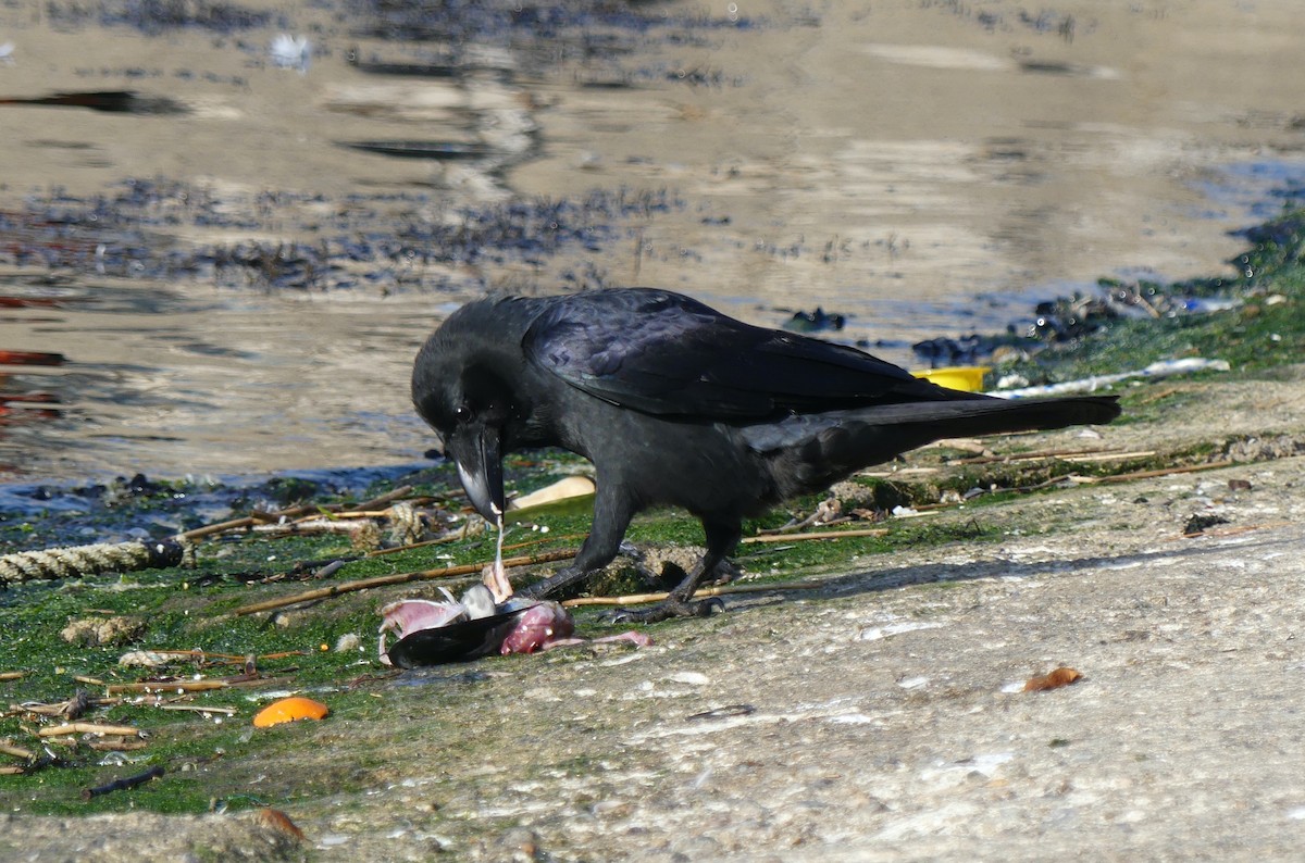 Corbeau à gros bec - ML620247131