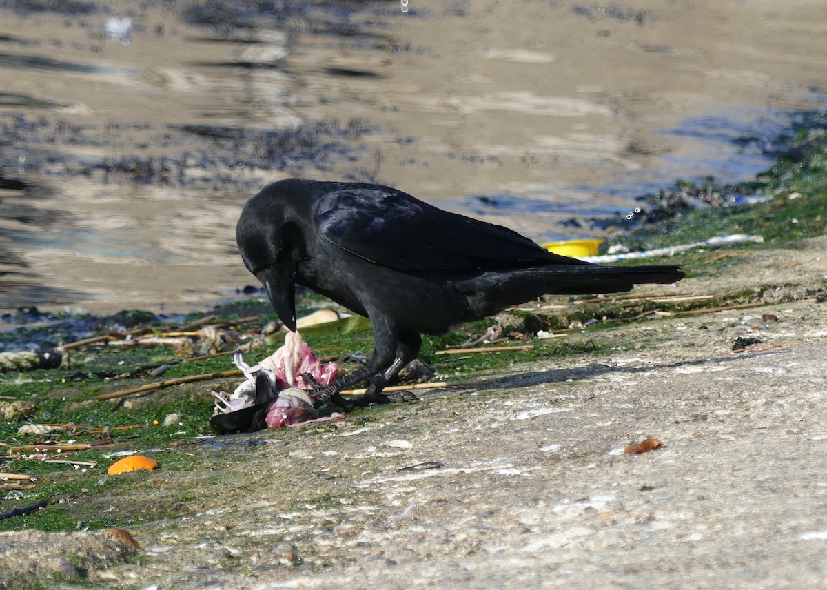 Large-billed Crow - ML620247132