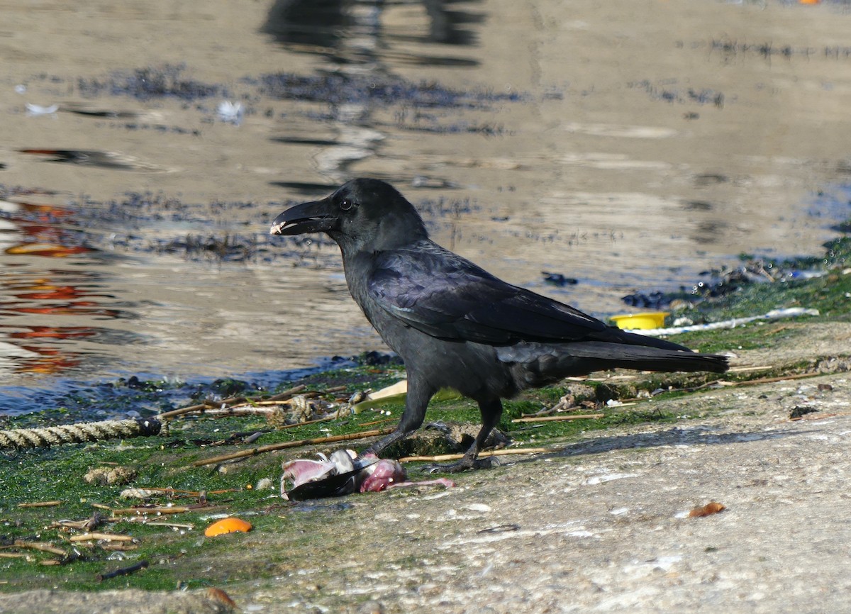 Large-billed Crow - ML620247133
