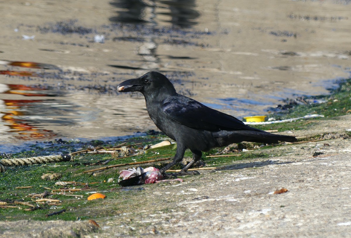 Large-billed Crow - ML620247134