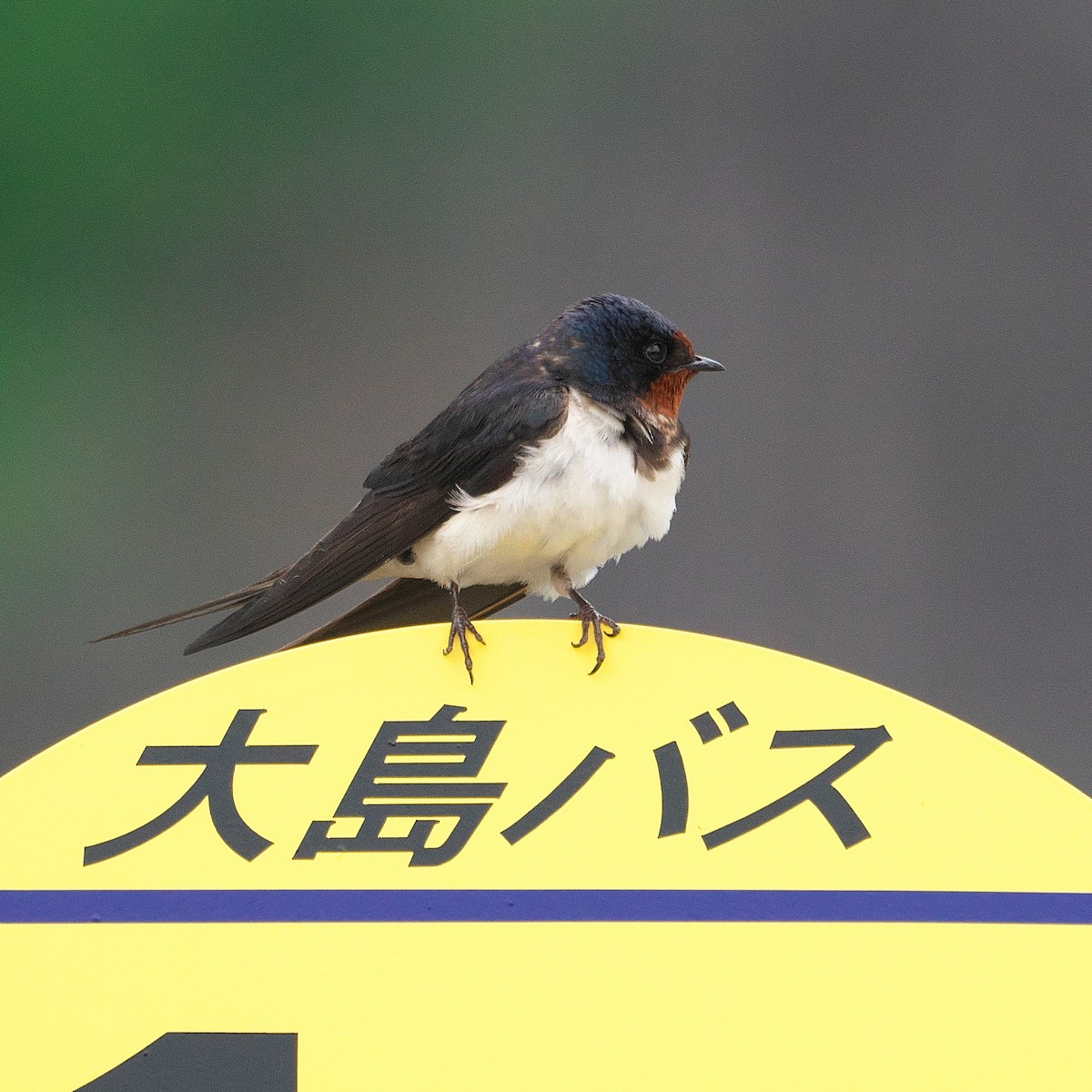 Barn Swallow - Paul Tavares