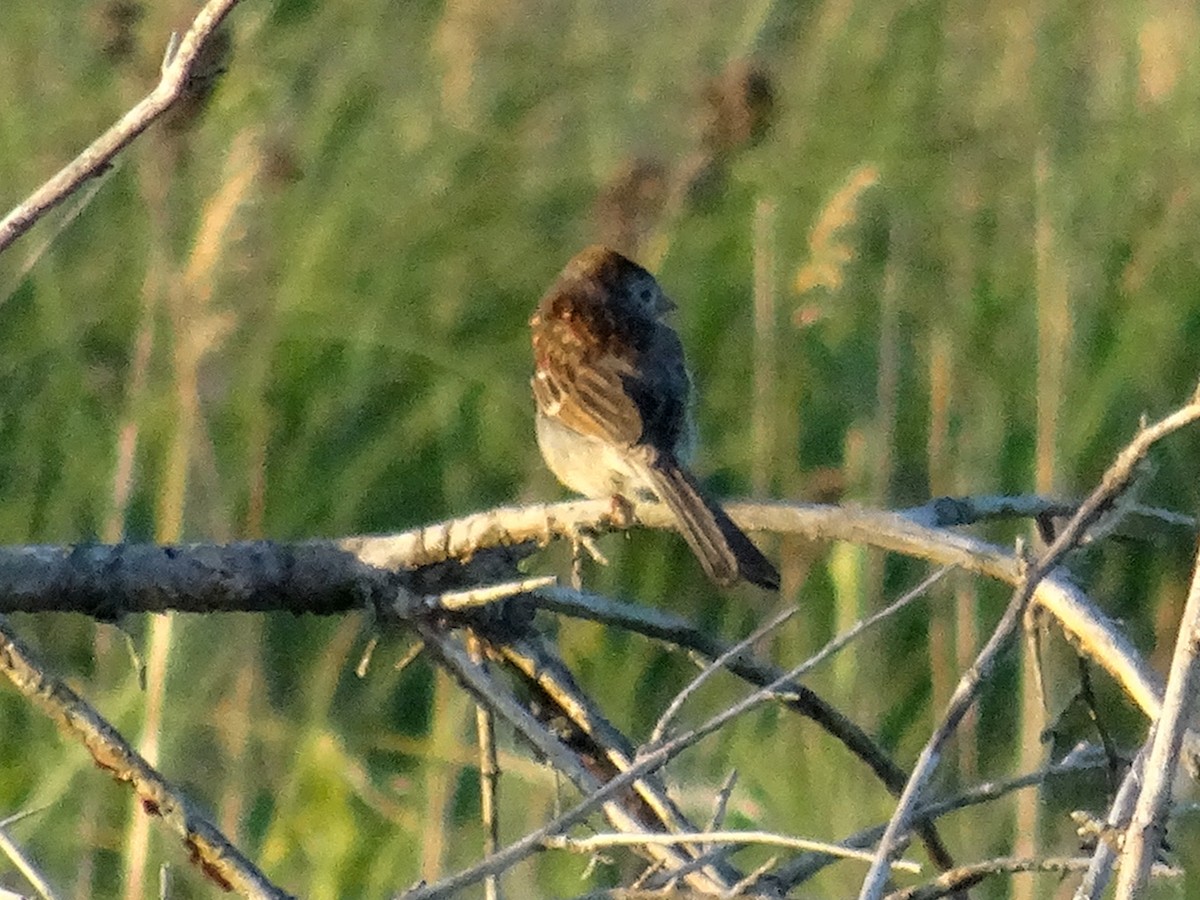 Field Sparrow - ML620247153