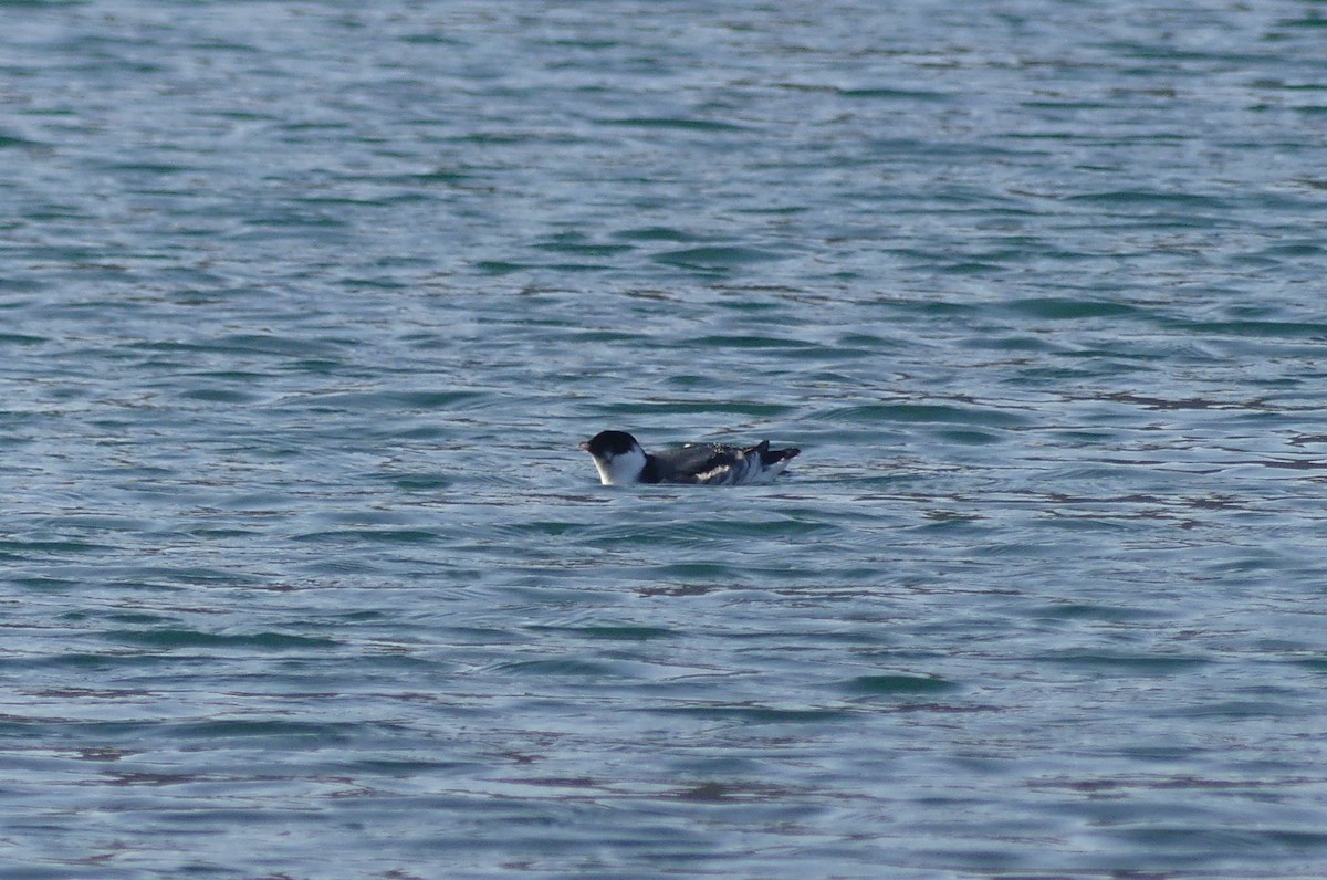 Ancient Murrelet - ML620247154