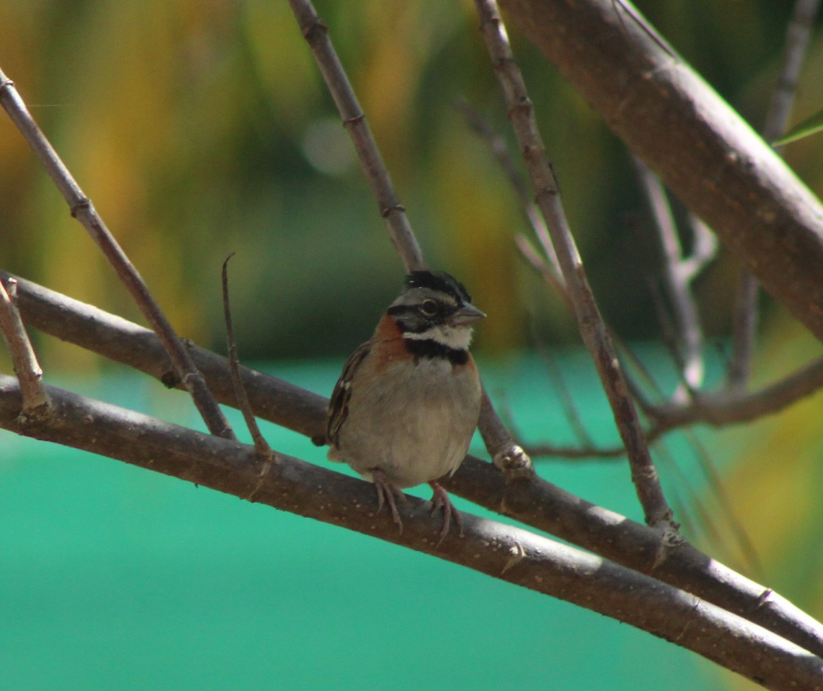 Rufous-collared Sparrow - ML620247157