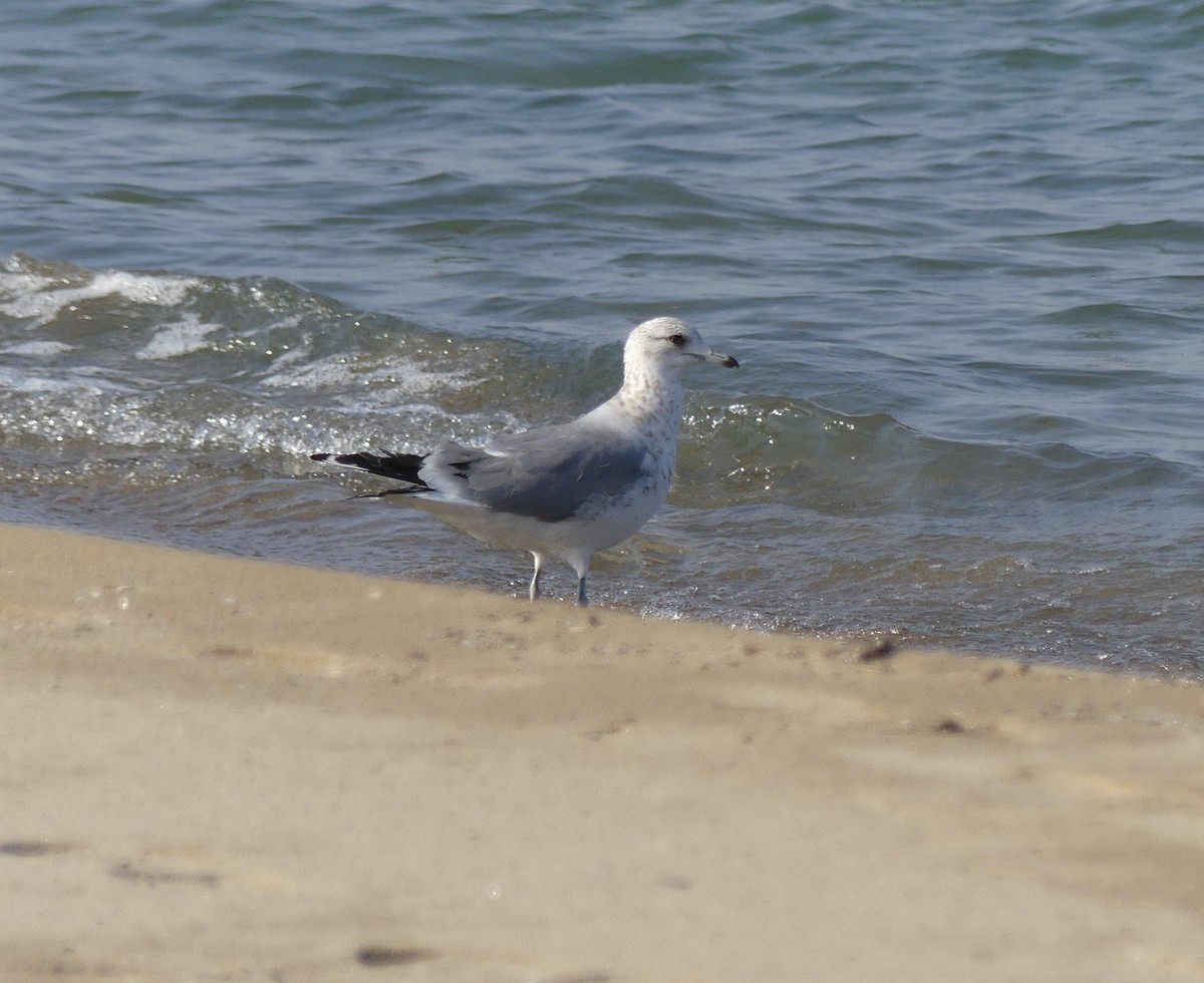 Common Gull - ML620247171