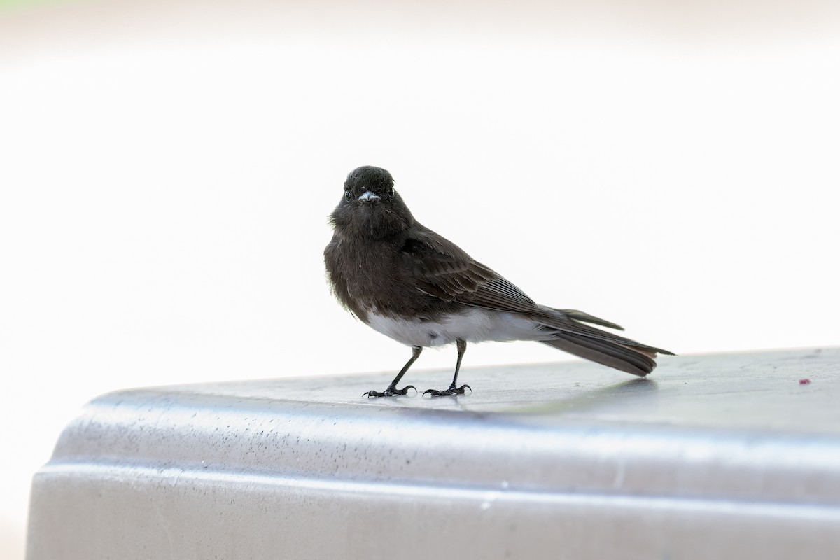 Black Phoebe - ML620247173