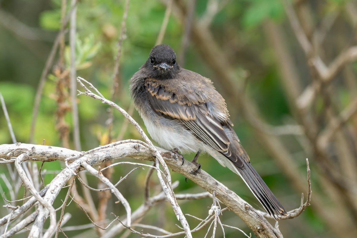 Black Phoebe - ML620247176