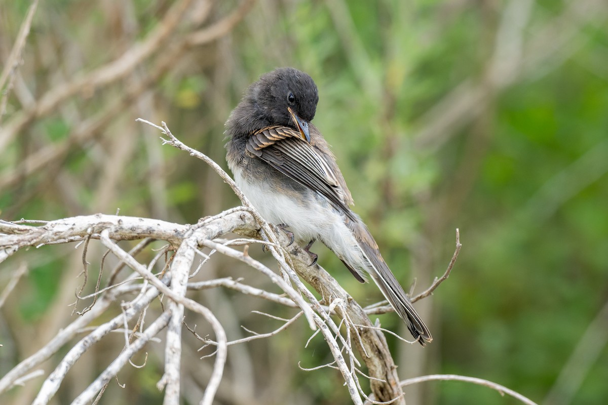 Black Phoebe - ML620247178