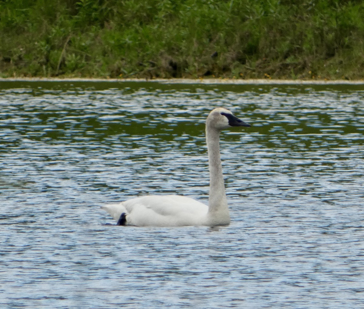 Trumpeter Swan - ML620247179