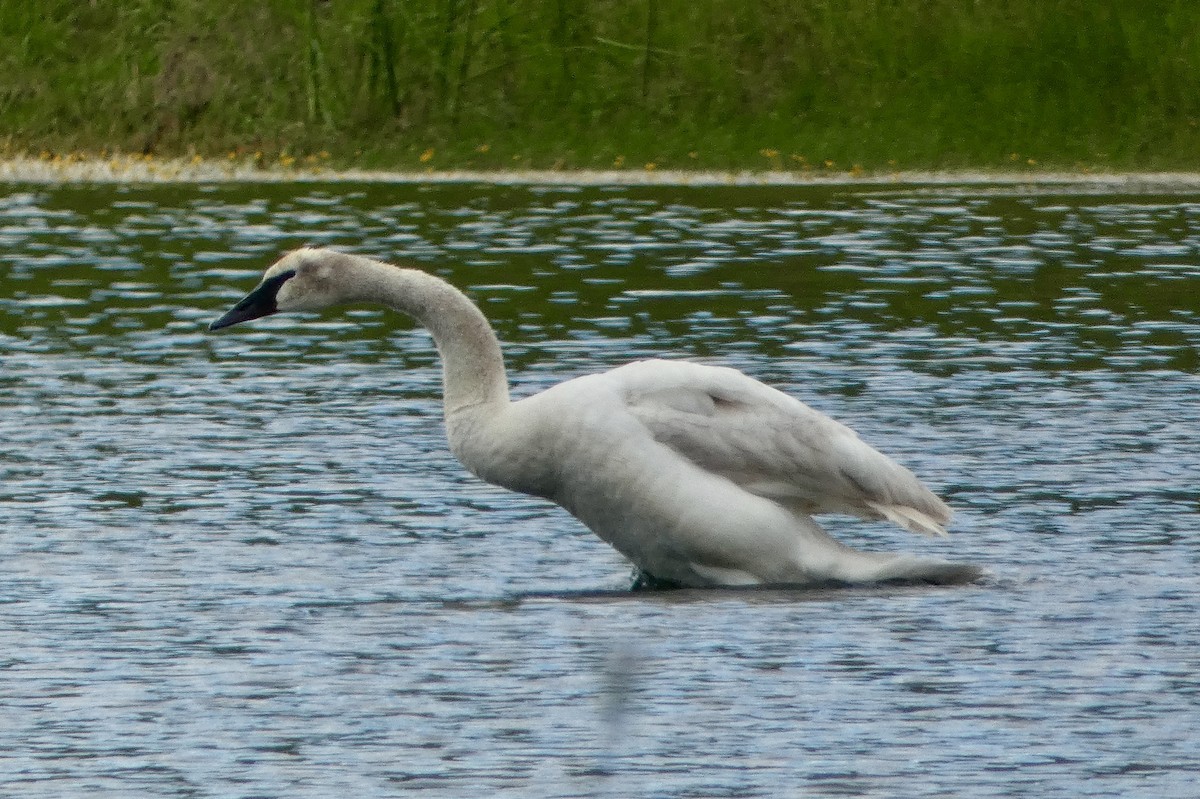 Trumpeter Swan - ML620247181