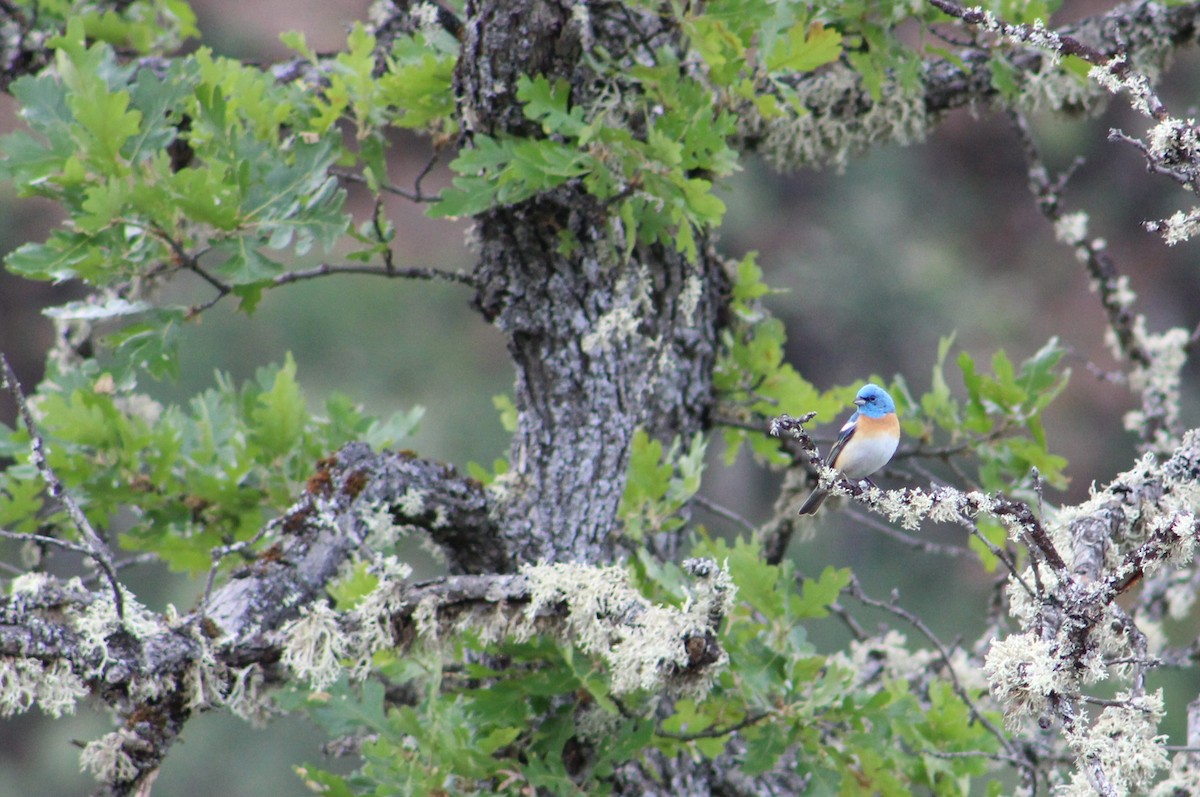 Lazuli Bunting - ML620247187