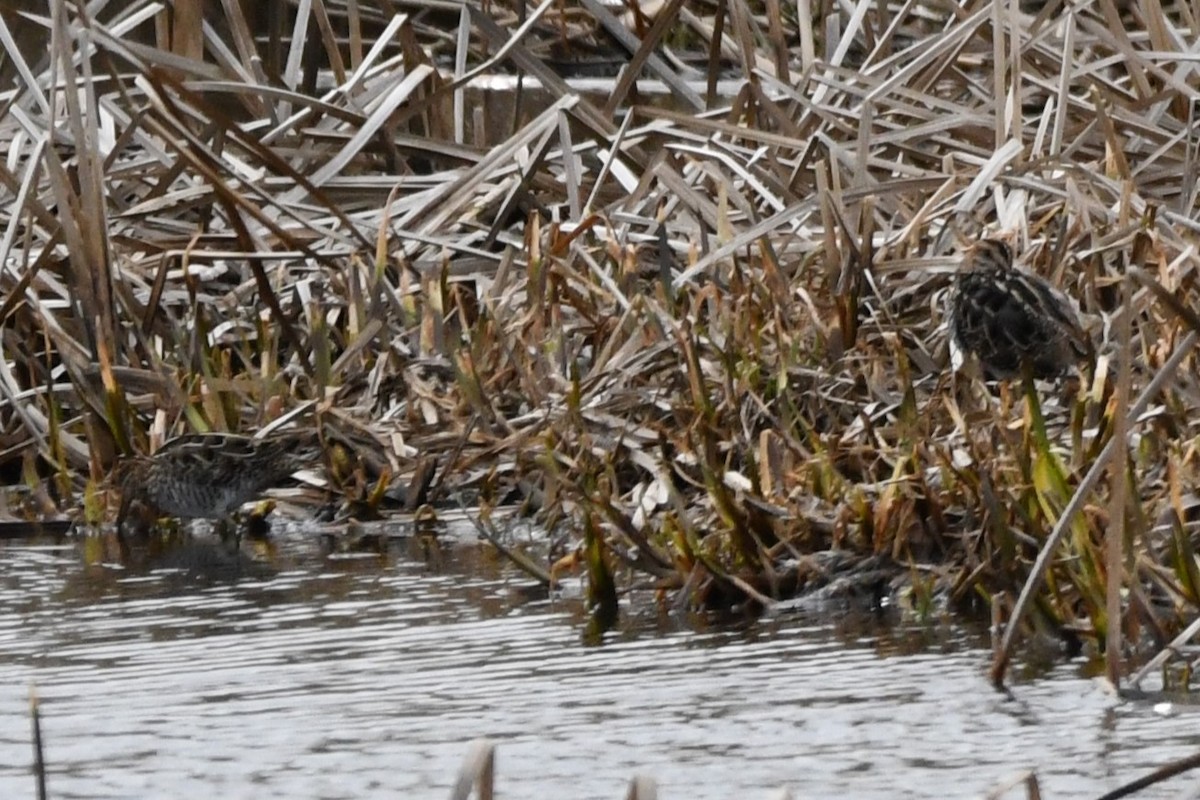 Wilson's Snipe - ML620247198