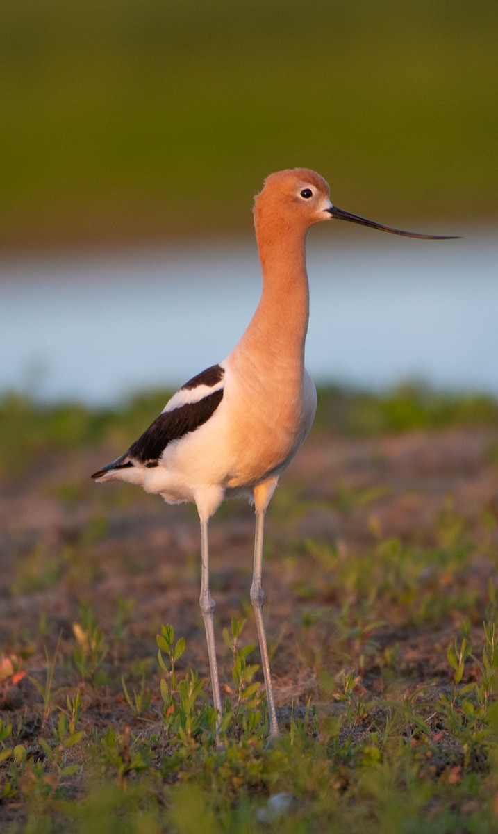 Avocette d'Amérique - ML620247211