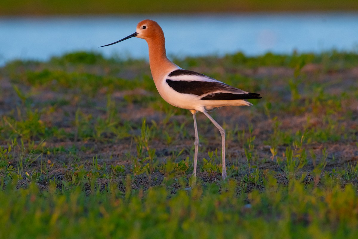 Avocette d'Amérique - ML620247212