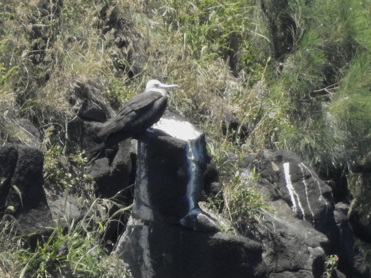 Great Frigatebird - ML620247217