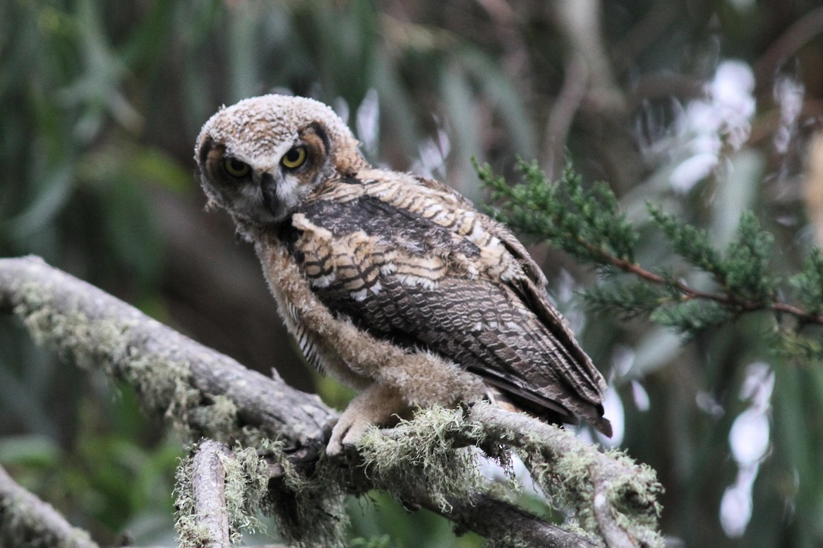 Great Horned Owl - ML620247218