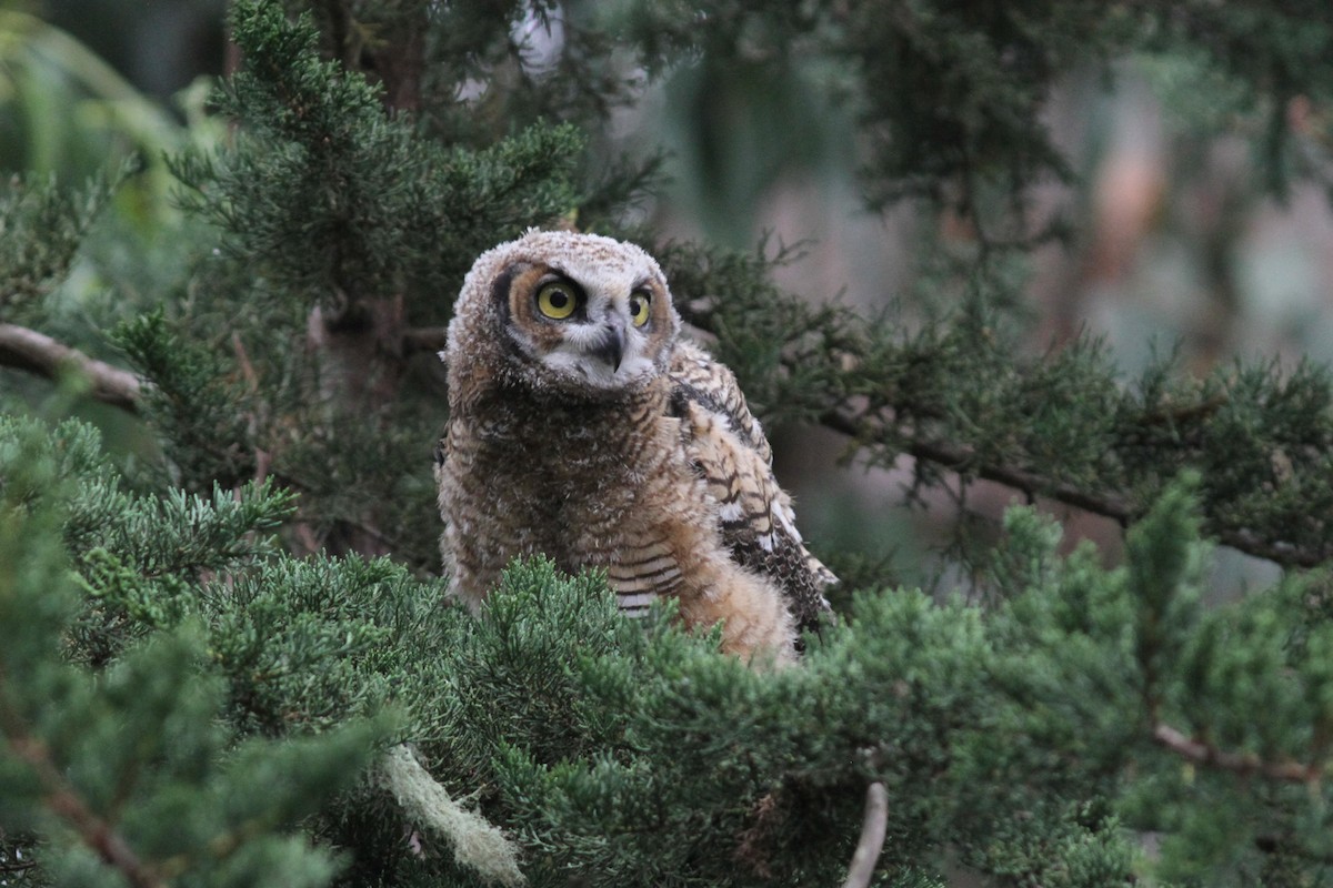 Great Horned Owl - ML620247219