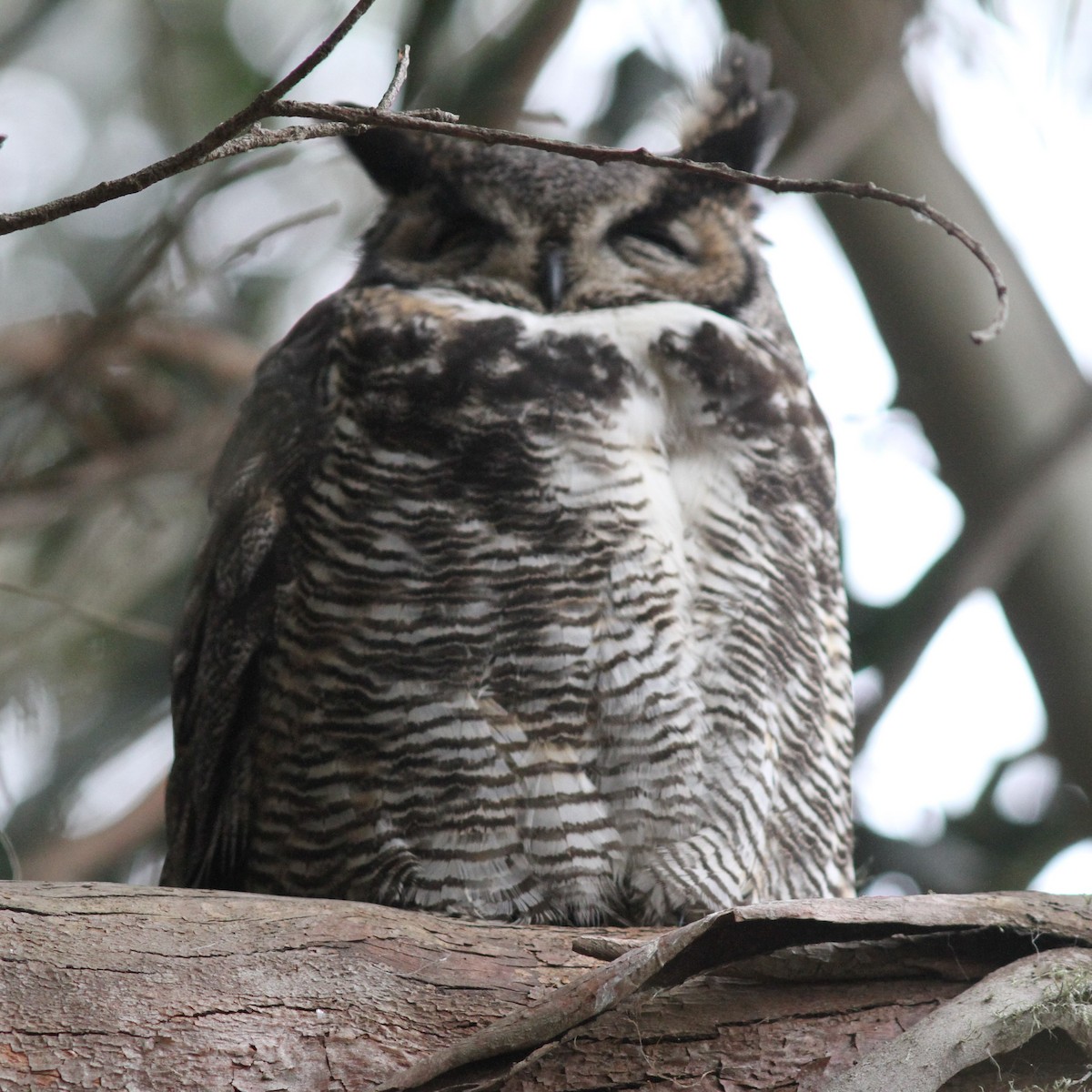 Great Horned Owl - ML620247231