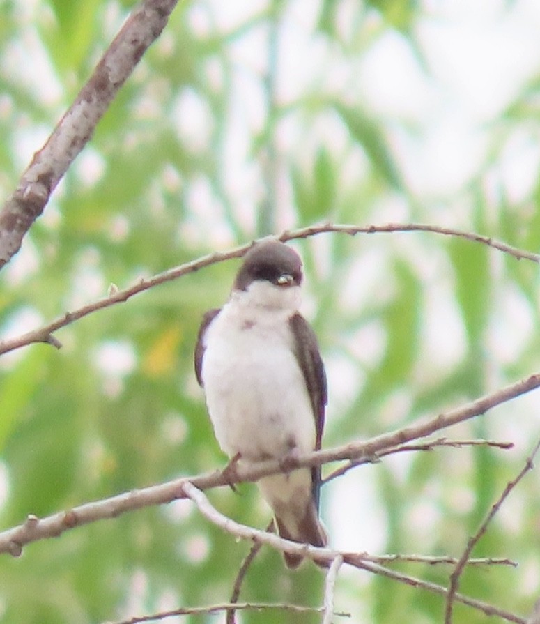 Golondrina Bicolor - ML620247239