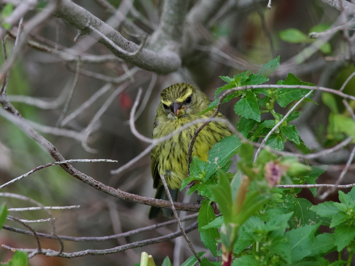 Forest Canary - Nick Leiby