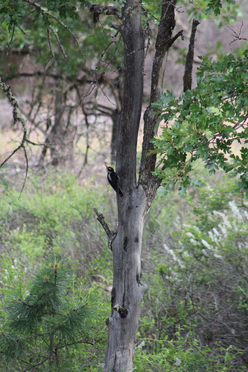 Hairy Woodpecker - ML620247248