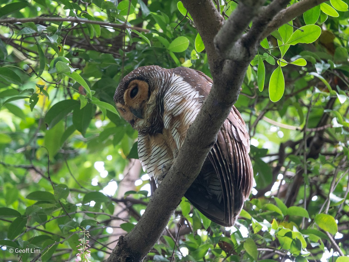 Spotted Wood-Owl - ML620247252
