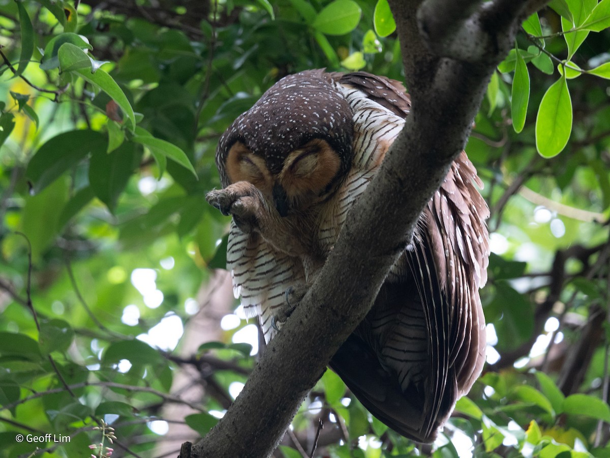 Spotted Wood-Owl - ML620247253