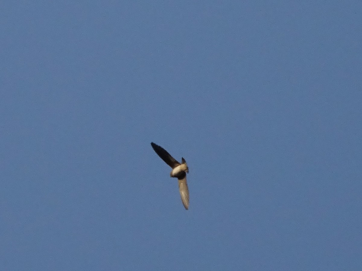 Cave Swallow - ML620247264