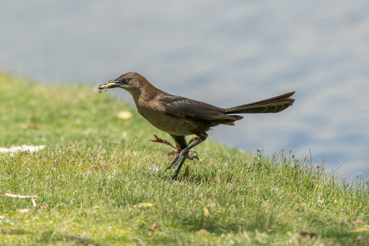 Great-tailed Grackle - ML620247271