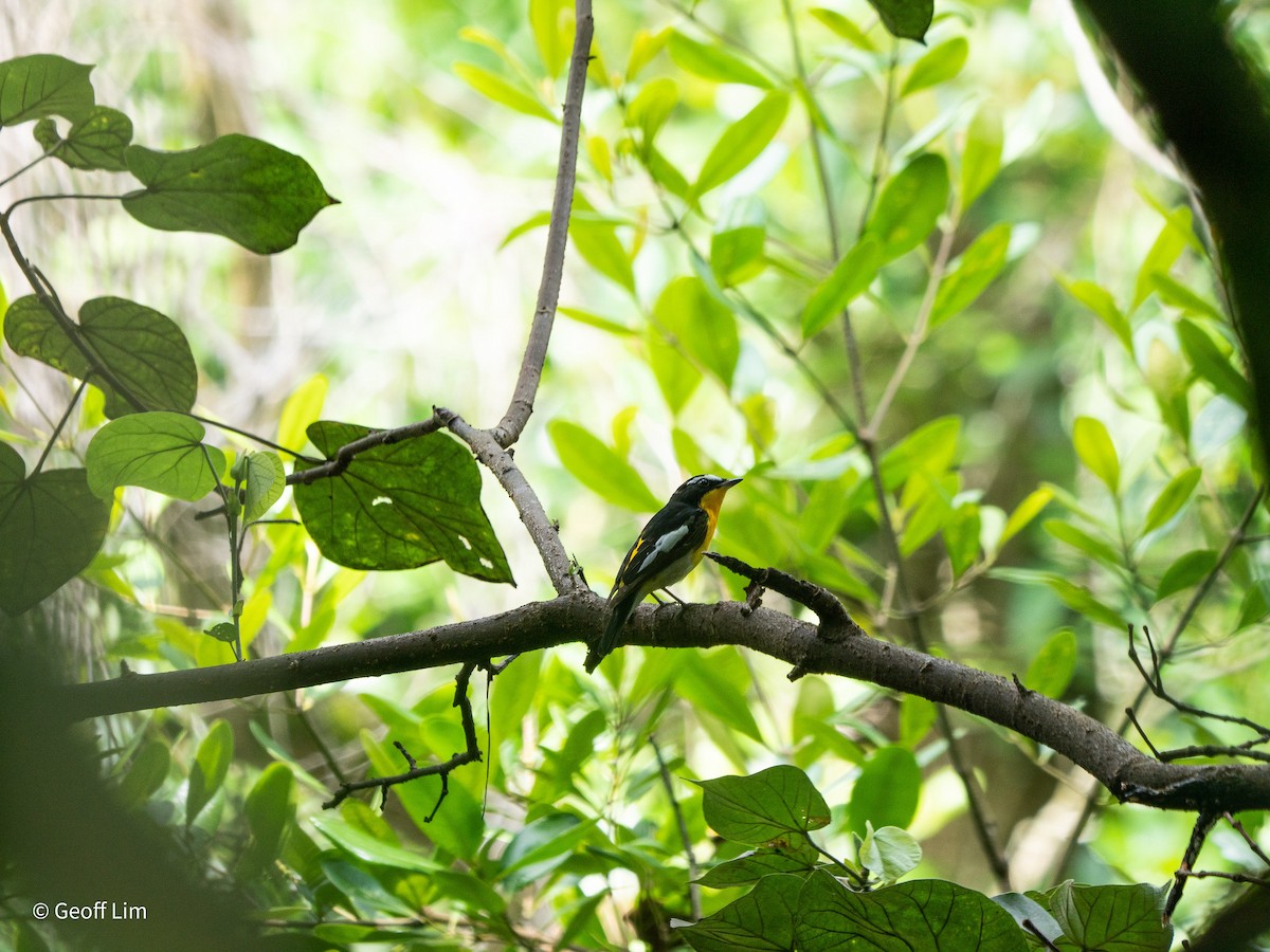 Yellow-rumped Flycatcher - ML620247274