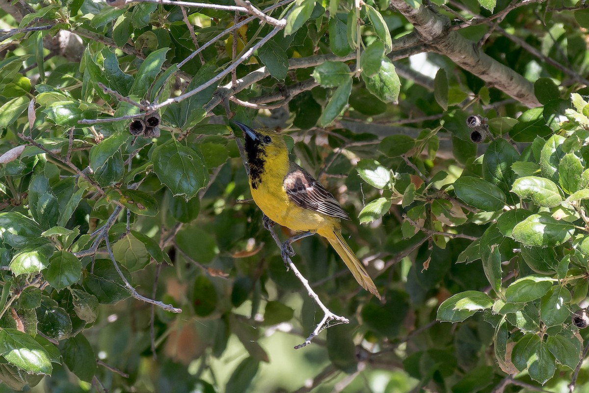 Oriole masqué - ML620247288