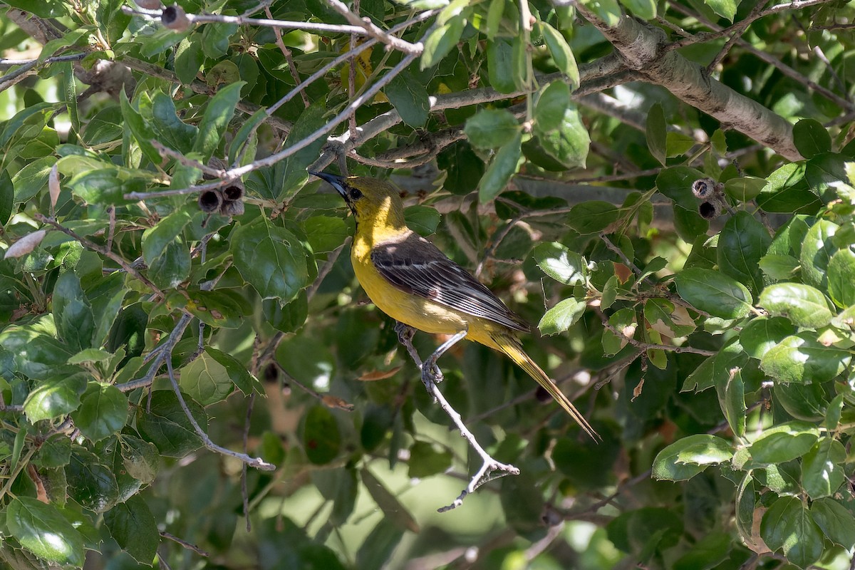 Hooded Oriole - ML620247289