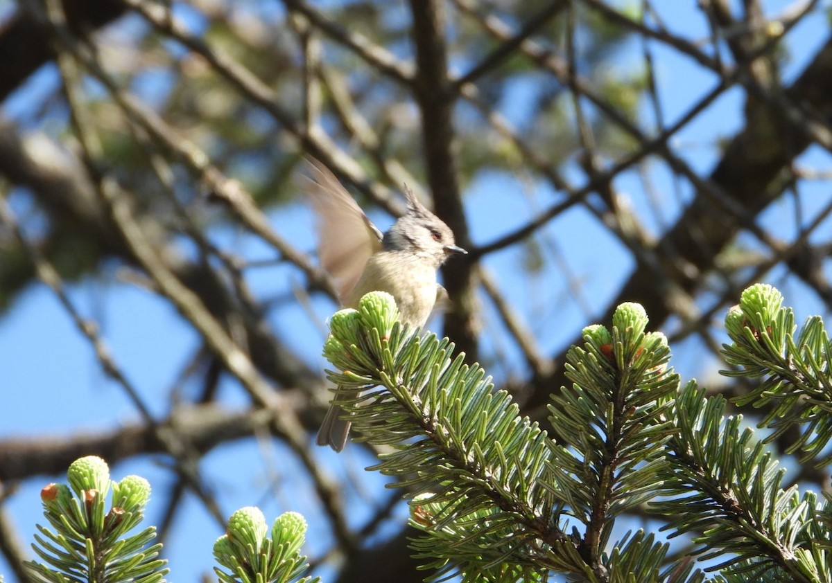 Gray-crested Tit - ML620247291