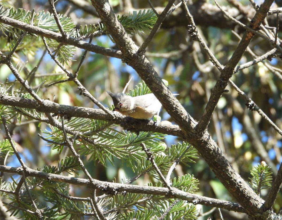 Gray-crested Tit - ML620247294