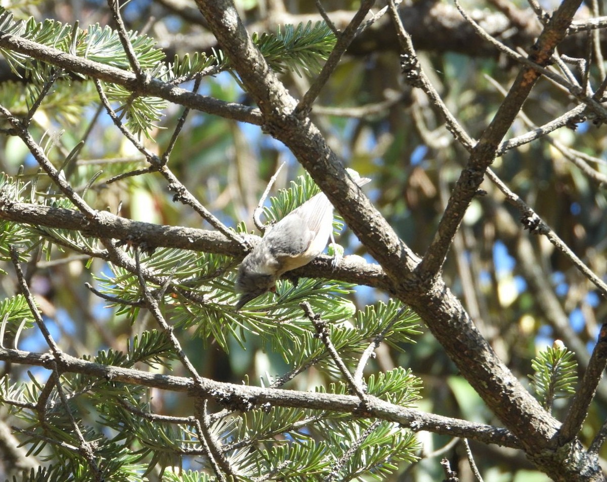 Gray-crested Tit - ML620247296