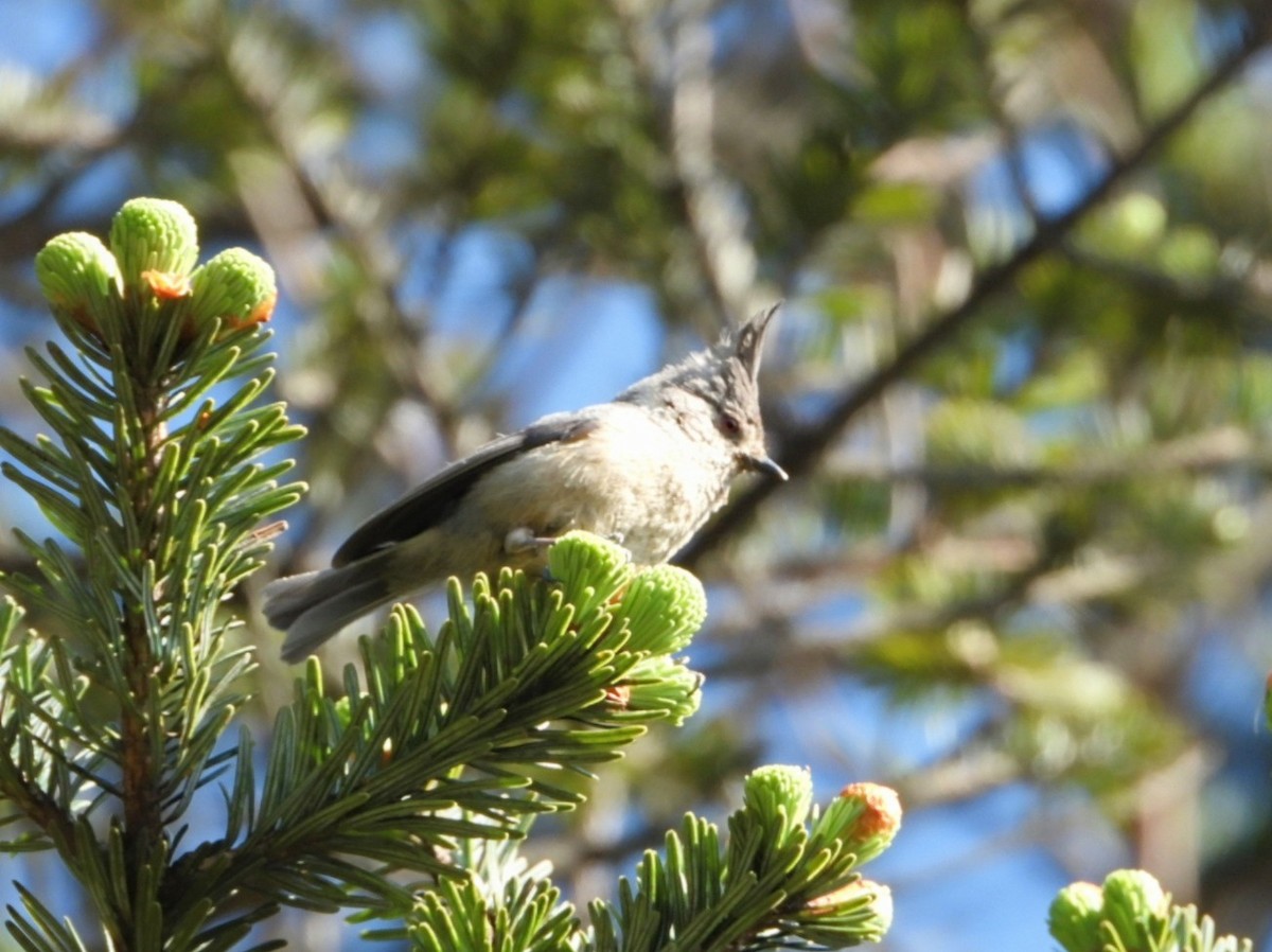 Gray-crested Tit - ML620247297