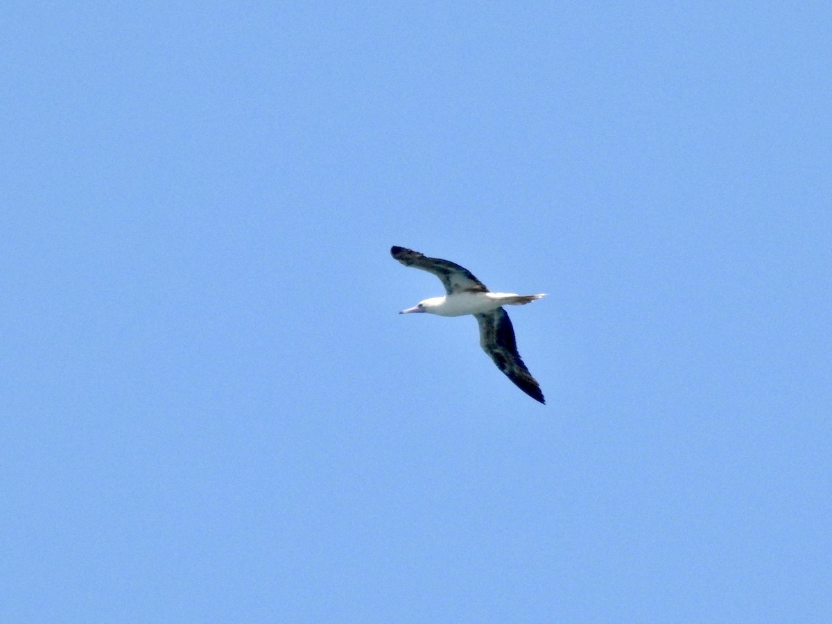 Red-footed Booby - ML620247298