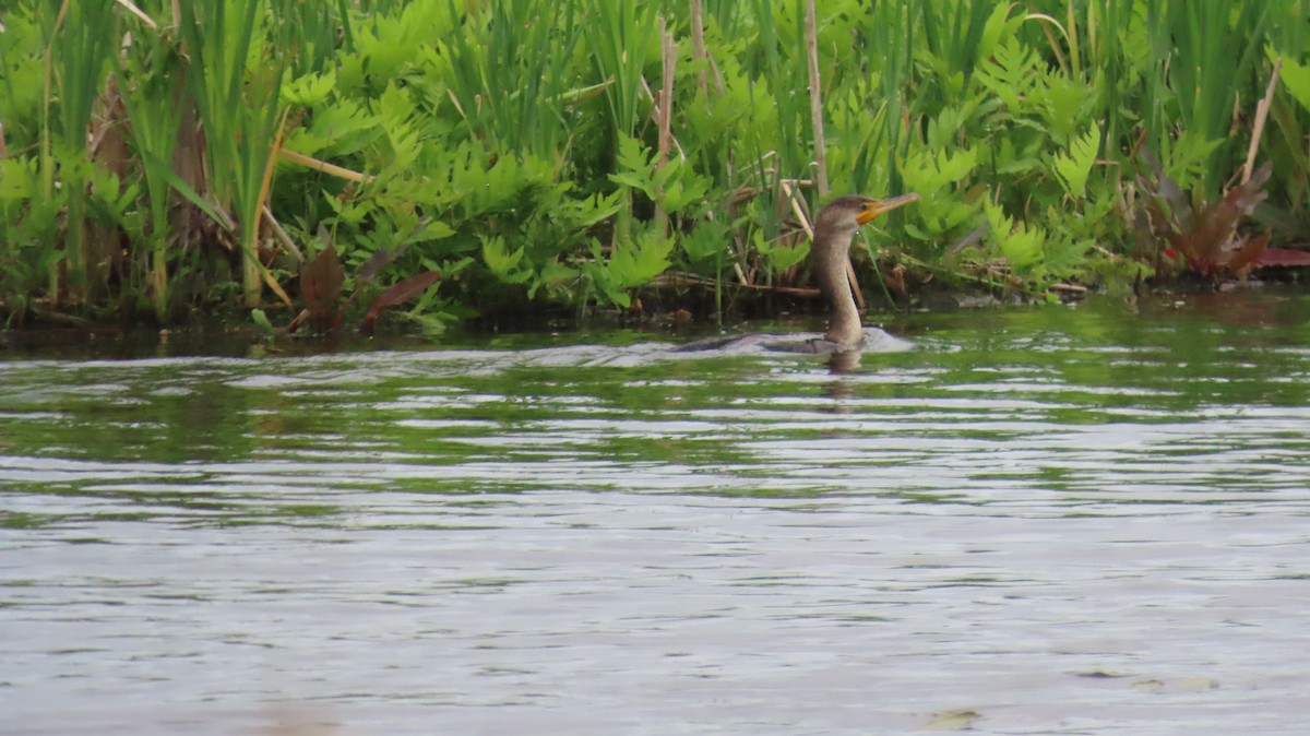 Cormorán Orejudo - ML620247302