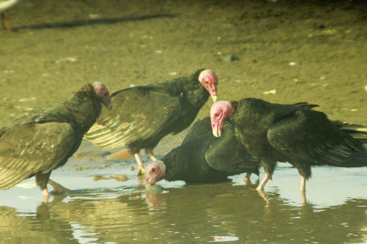 Turkey Vulture - ML620247303