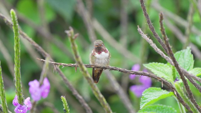 Volcano Hummingbird (Rose-throated) - ML620247305
