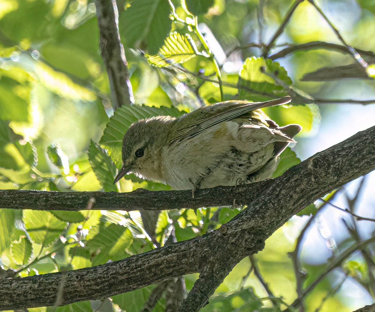 Tennessee Warbler - ML620247306