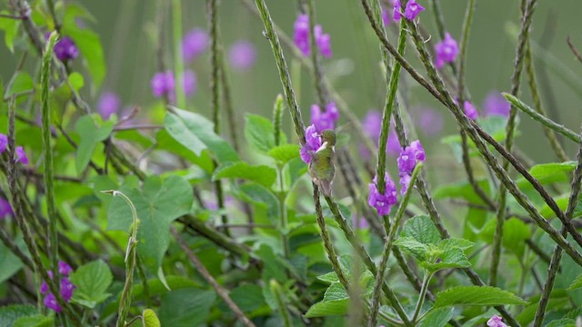 Volcano Hummingbird (Rose-throated) - ML620247307