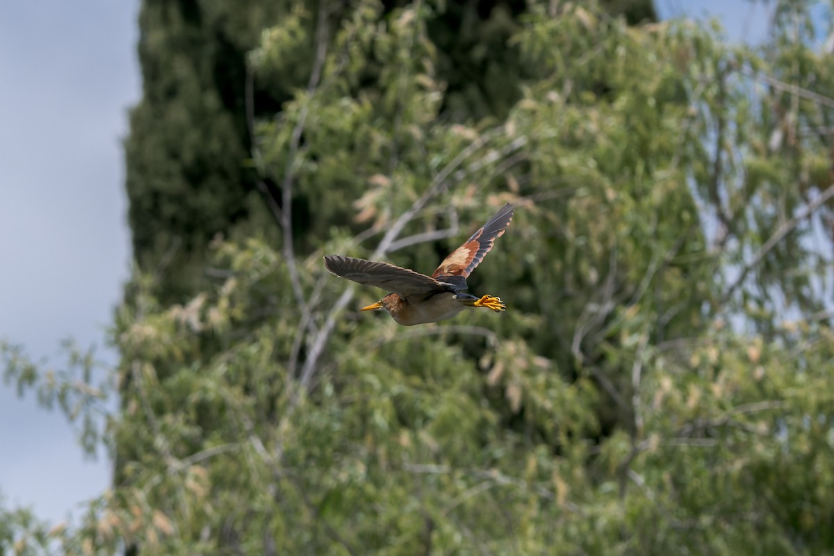 Least Bittern - ML620247309