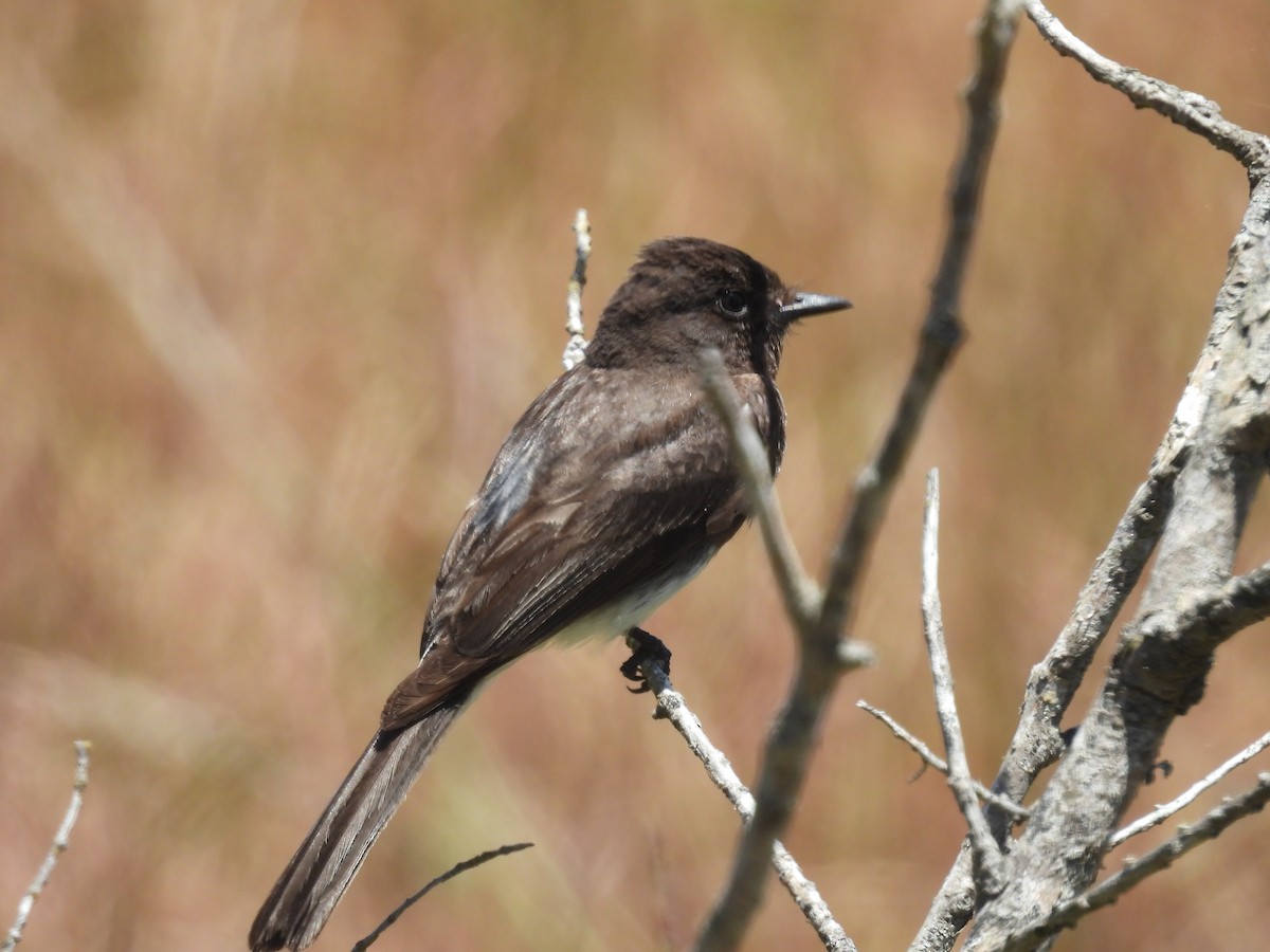 Black Phoebe - ML620247316