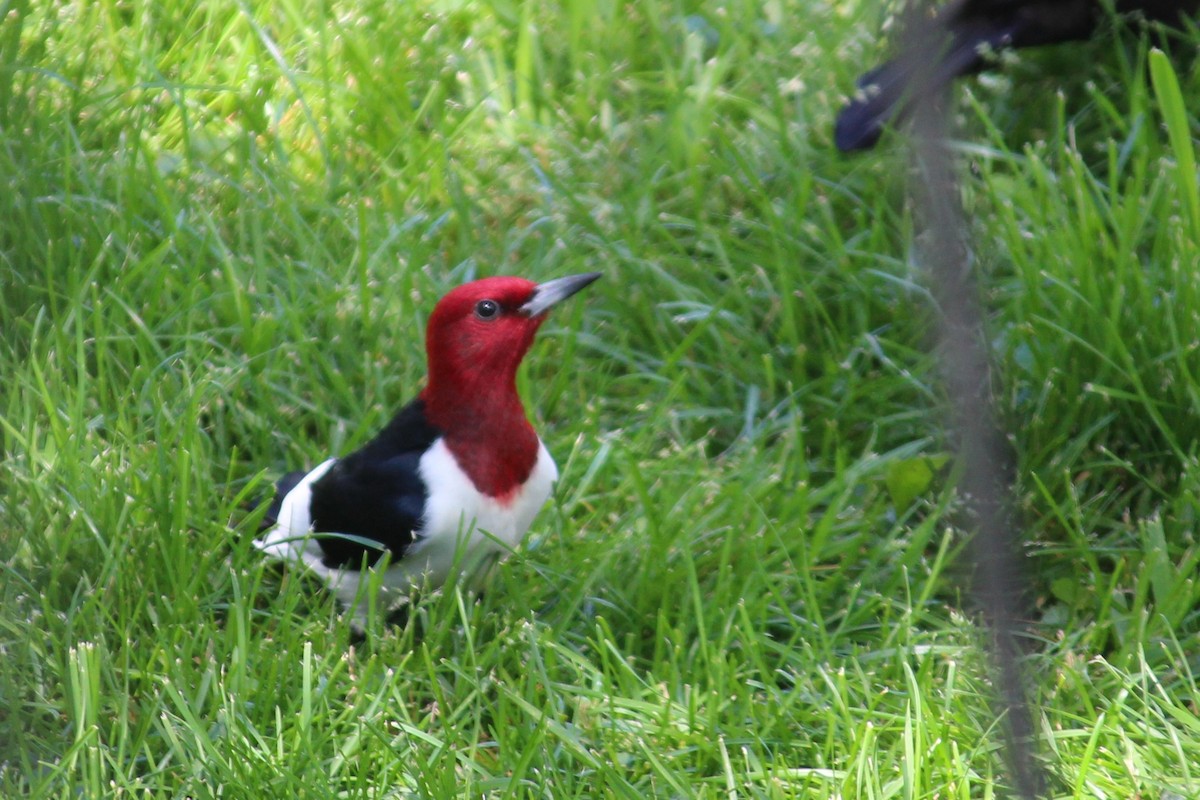 Red-headed Woodpecker - ML620247319