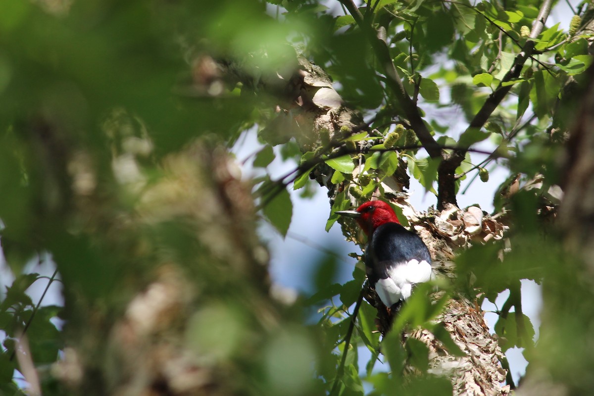 Red-headed Woodpecker - ML620247321